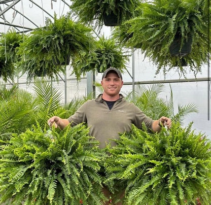 🔥 Last Day 70% OFF🌲 UV-Resistant Lifelike Artificial Boston Fern With LED Lights