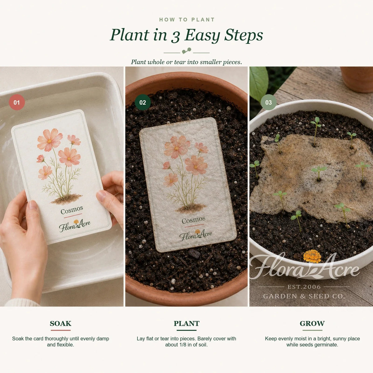 Plantable Botanical Cards