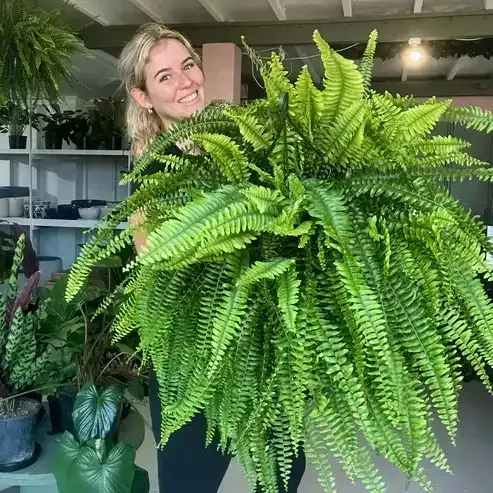 🔥 Last Day 70% OFF🌲 UV-Resistant Lifelike Artificial Boston Fern With LED Lights